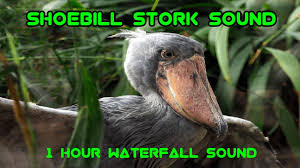 shoebill stork sound